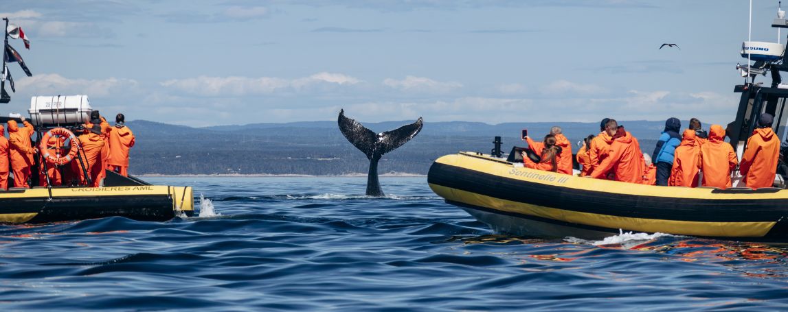 Queue de baleine devant des touristes en zodiac